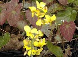 Epimedium x perralchicum 'Frohnleiten'