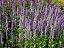Agastache rugosa x foeniculum 'Blue Fortune' Mexikonessel