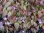 Epimedium grandiflorum 'Lilafee' Elfenblume
