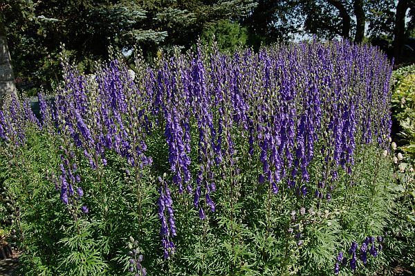 Aconitum napellus Eisenhut