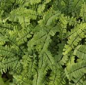 Adiantum pedatum