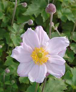 Anemone japonica 'Knigin Charlotte' Herbstanemone rosa