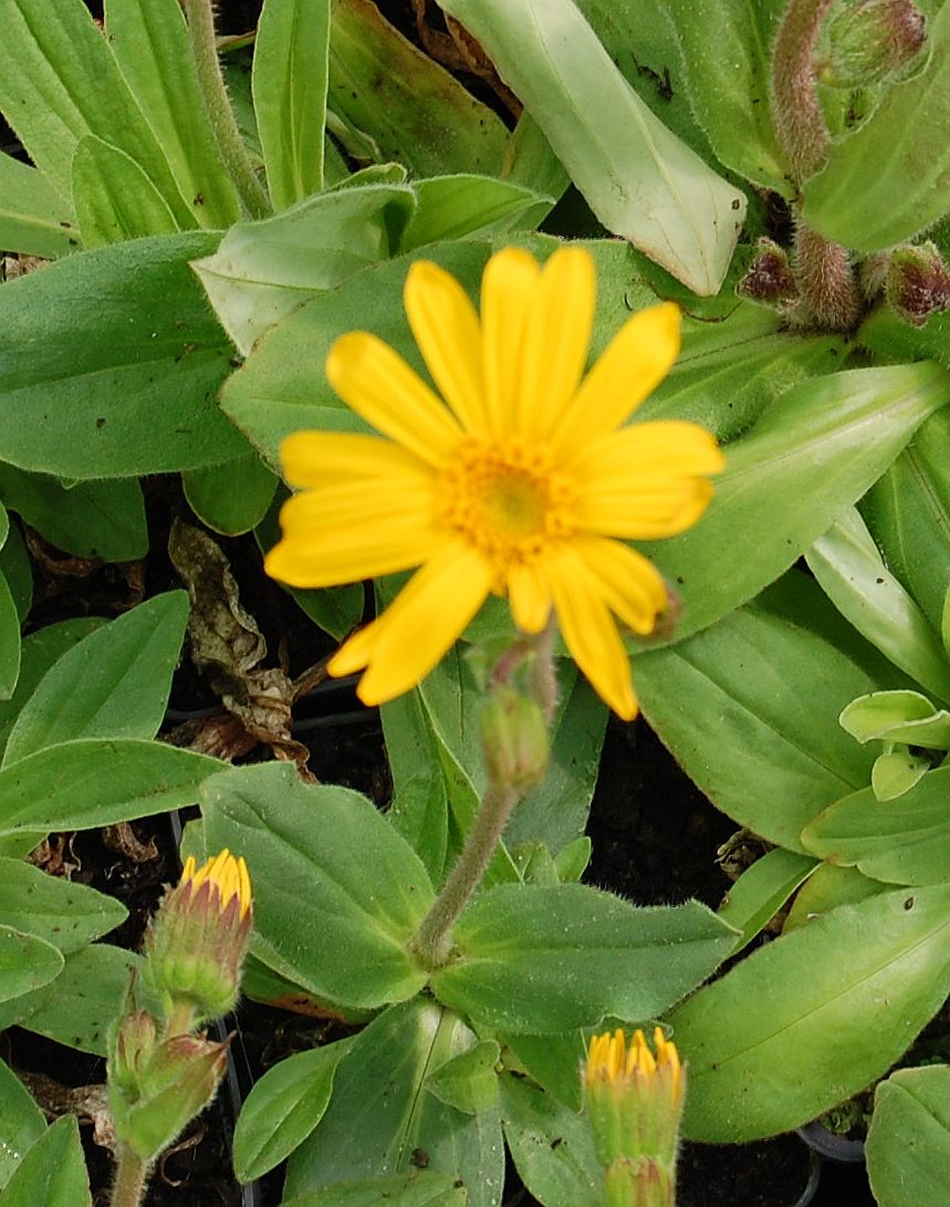 Arnica montana, Arnika