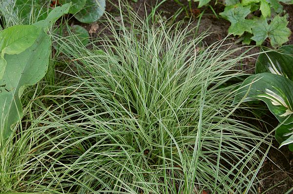 Carex montana 'Raureif', Bergsegge