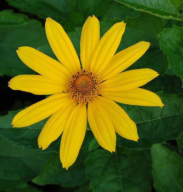 Heliopsis helianthoides var. scabra 'Hohlspiegel', Sonnenauge