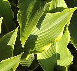 Hosta Hybride 'Abba Dabba Doo''