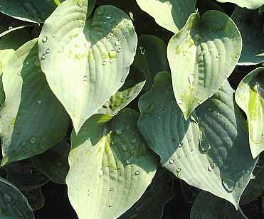 Hosta Hybride 'Blue Cadet', Funkie