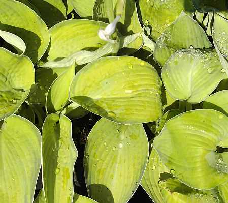 Hosta Hybride 'Bright Lights' Funkie