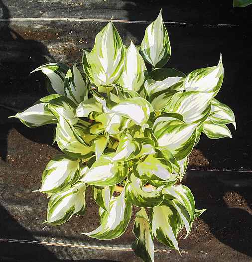 Hosta Hybride 'Fire and Ice', Funkie