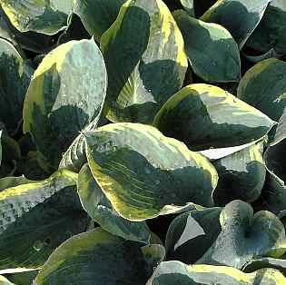 Hosta Hybride 'Frances Williams', Funkie