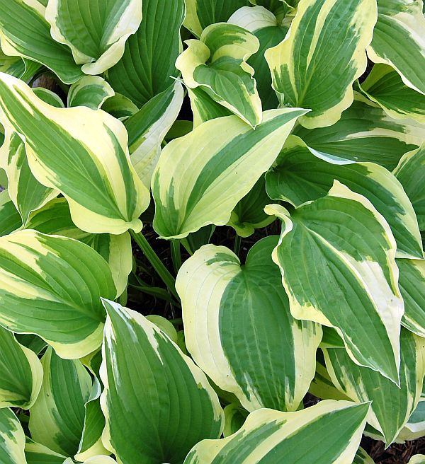 Hosta Hybride 'Antioch', Funkie