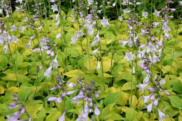 Hosta Hybride 'August Moon', Funkie