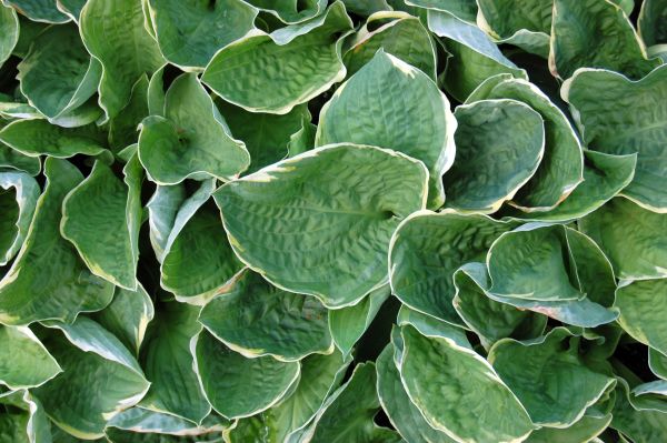 Hosta Hybride 'Christmas Tree', Funkie