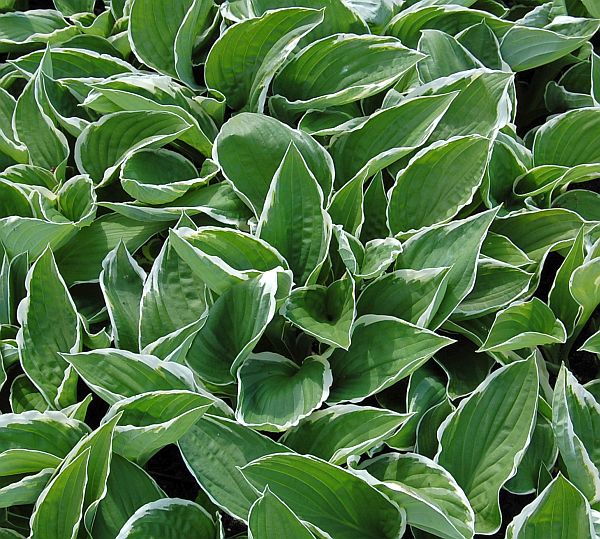 Hosta crispula, lila blhend Weirandfunkie