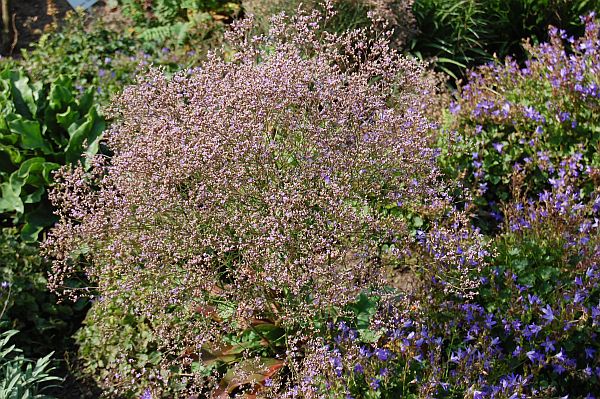Limonium latifolium, Meerlavendel, Strandflieder