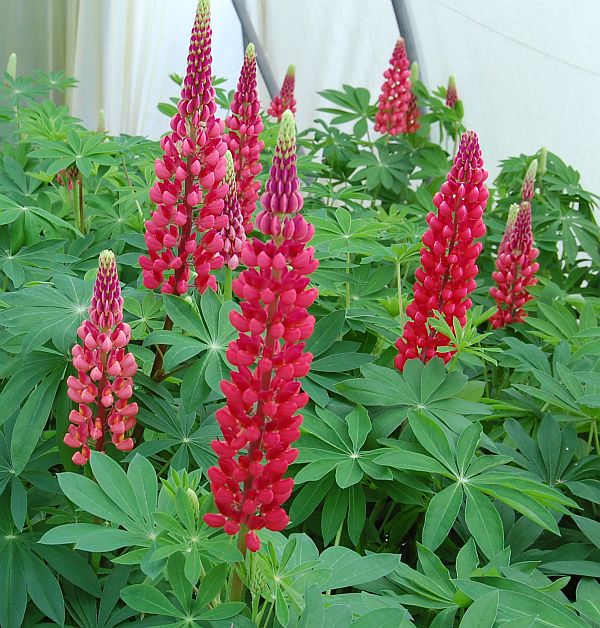 Lupinus PolyphyllusHybride 'Edelknabe', Lupine
