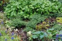 Adiantum pedatum 'Imbricatum' , Pfauenradfarn - Bild vergr�?ern 