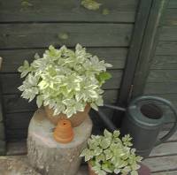 Aegopodium podagraria 'Variegata', Giersch - Bild vergr�?ern 