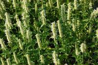 Agastache rugosa x foeniculum 'Alabaster' Mexikonessel - Bild vergr�?ern 