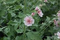 Alcalthaea suffrutescens 'Parkfrieden' Malve, Stockrose - Bild vergr�?ern 