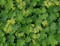 Alchemilla epipsila, Frauenmantel, kahler - Bild vergr�?ern 