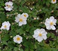 Anemone Japonica Hybr. 'Honorine Jobert', Herbstanemone - Bild vergr�?ern 