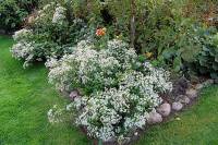  Wald Buschaster, Aster divaricatus - Bild vergr�?ern 