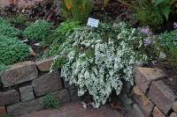 Aster pansos 'Snow Flurry', Teppich-Myrtenaster - Bild vergr�?ern 