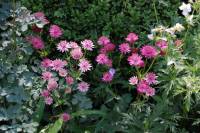Astrantia major 'Roma'� Sterndolde, Neuheit - Bild vergr�?ern 