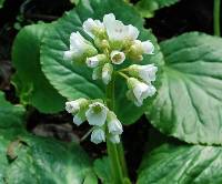 Bergenie, Bergenia Hybride 'Schneek�nigin' - Bild vergr�?ern 