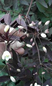 Waldrebe, Clematis recta 'Purpurea' - Bild vergr�?ern 