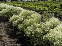 Meerkohl, Riesenschleierkraut, Crambe cordifolia - Bild vergr�?ern 