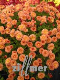 Chrysanthemum Indicum-Hybriden 'Herbstbrokat', Winteraster - Bild vergr�?ern 