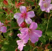 Geranium x oxonianum 'Rose Clair' rosa, Storchschnabel - Bild vergr�?ern 
