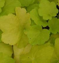 Purpurgl�ckchen, Heuchera Hybride 'Citronella' - Bild vergr�?ern 