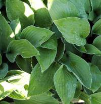 Hosta x fortunei 'Sharmon', Funkie - Bild vergr�?ern 