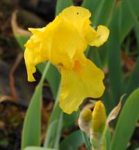 Iris barbata-Elatior-Hybride 'Ola Kala', Schwertlilie - Bild vergr�?ern 