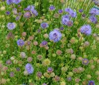 Jasione laevis 'Blaulicht', Sandgl�ckchen - Bild vergr�?ern 