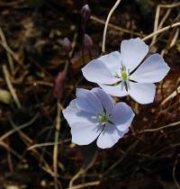 Jeffersonia dubia, Herzblattschale, Muschelblume - Bild vergr�?ern 