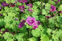 Malve, mauretanische, Malva sylvestris ssp mauritiana - Bild vergr�?ern 