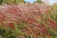 Miscanthus sinensis 'Rotsilber' Chinaschilf - Bild vergr�?ern 