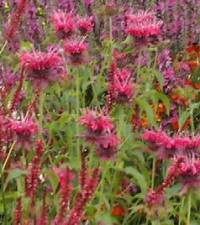 Indianernessel, Monarda Fistulosa Hybriden 'Pr�rienacht' - Bild vergr�?ern 