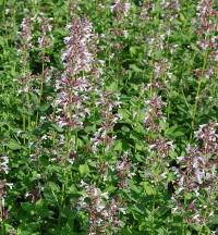 Katzenminze, Nepeta grandiflora, 'Dawn to Dusk' rosa - Bild vergr�?ern 