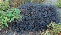 Ophiopogon planiscapus 'Nigrescens' schwarzer Schlangenbart - Bild vergr�?ern 