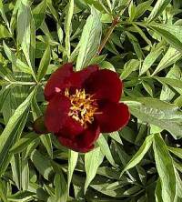 Paeonia lactiflora - Hybride 'Early Scout', Edel-Pfingstrose - Bild vergr�?ern 