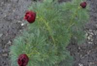 Paeonia tenuifolia, Wildpfingstrose, Netzblattpfingstrose - Bild vergr�?ern 