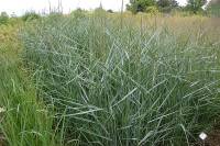 Panicum virgatum 'Prairie Sky' Rutenhirse - Bild vergr�?ern 