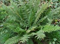 Polystichum aculeatum Glanzschildfarn - Bild vergr�?ern 