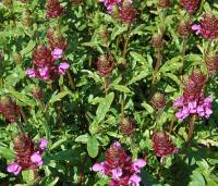 Prunella grandiflora 'Gru? aus Isernhagen', Braunelle, gro?blumige, - Bild vergr�?ern 