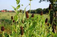Rudbeckia occidentalis 'Green Wizard', Westlicher Sonnenhut - Bild vergr�?ern 